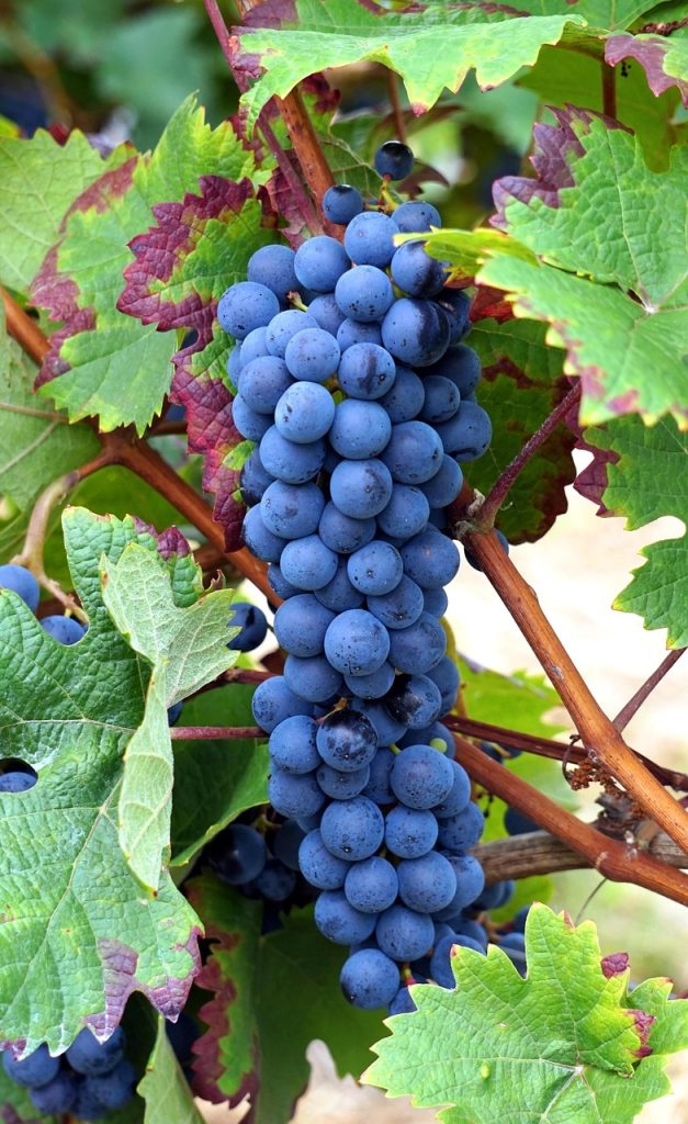 grapes, vines, grapevine, vine